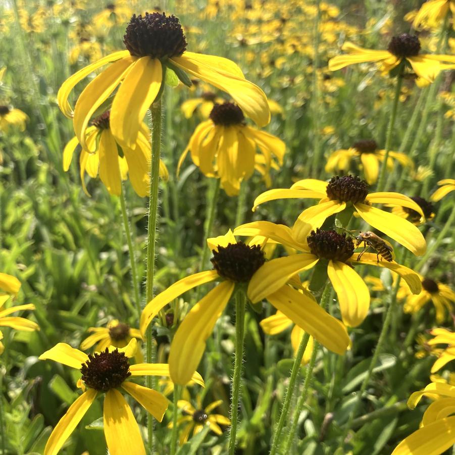 Rudbeckia fulgida - Coneflower from Babikow Wholesale Nursery