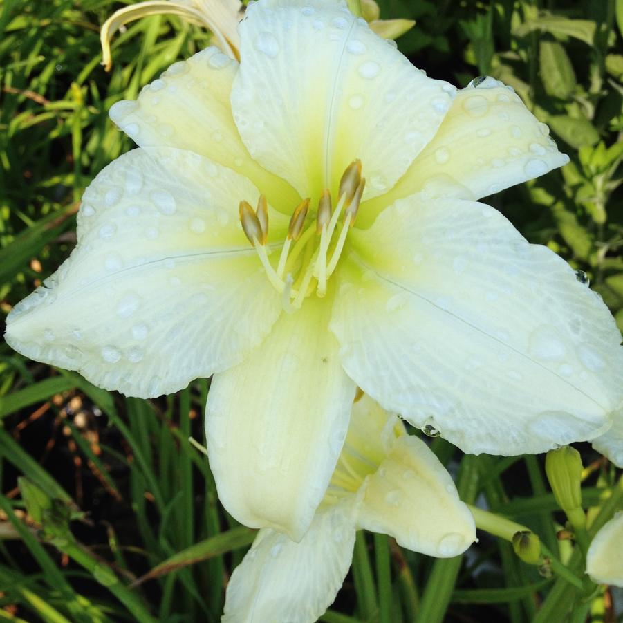 Hemerocallis 'Gentle Shepherd' - Daylily from Babikow Wholesale Nursery