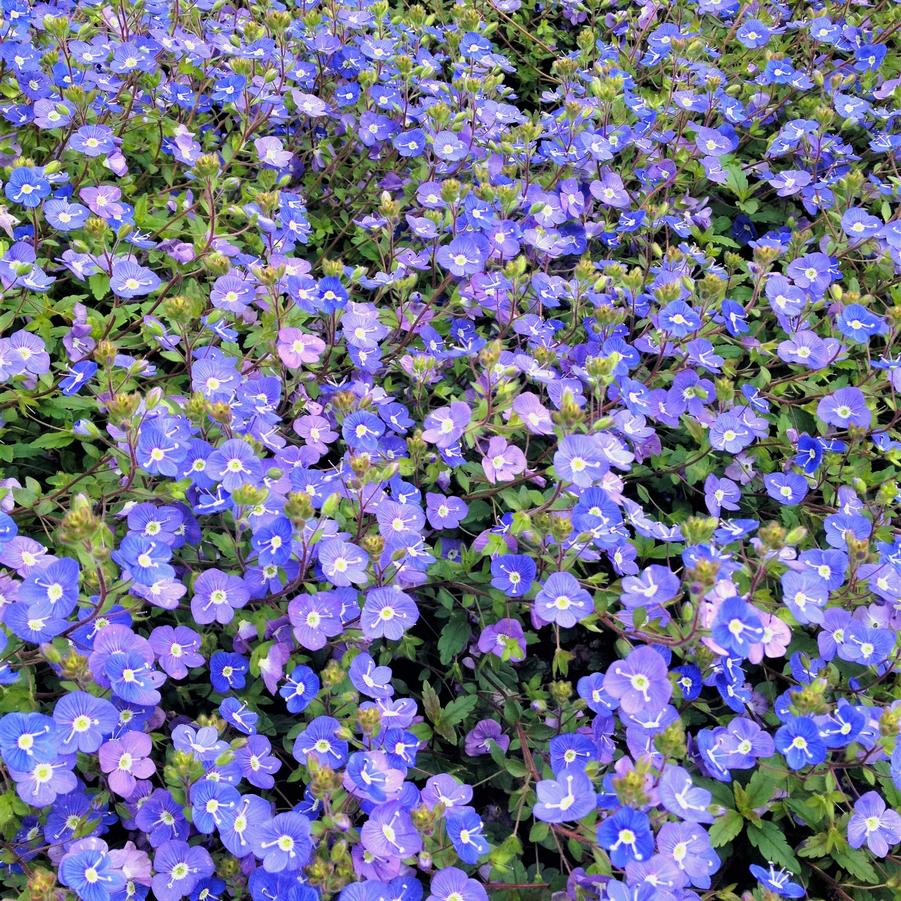 Veronica ped. 'Georgia Blue' - Speedwell from Babikow Wholesale Nursery