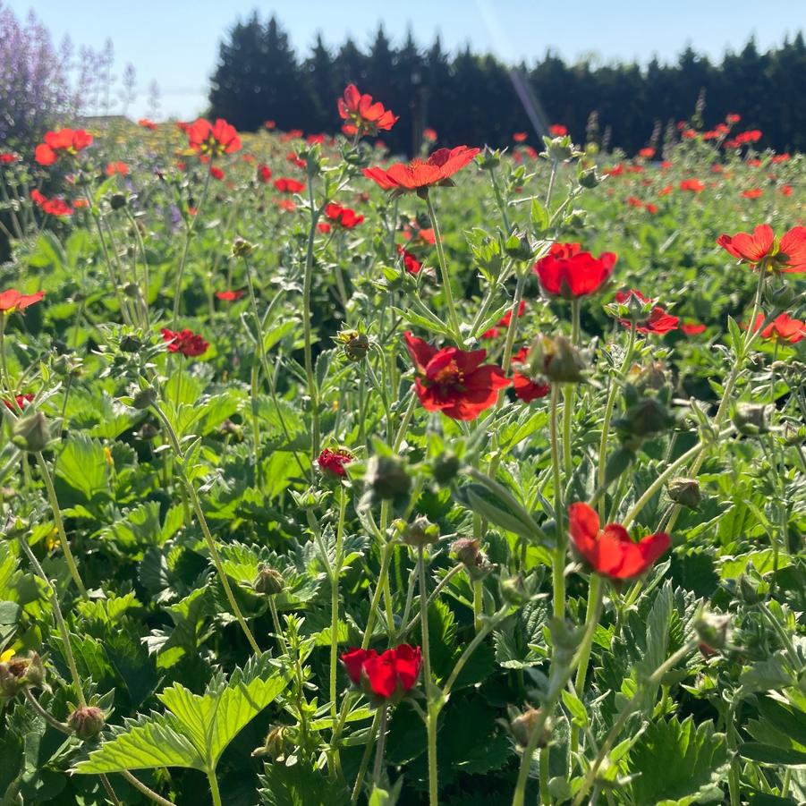 Potentilla 'Gibson's Scarlet' - Cinquefoil from Babikow Wholesale Nursery