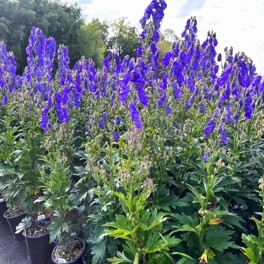 Aconitum car. 'Arendsii' - Monkshood from Babikow Wholesale Nursery