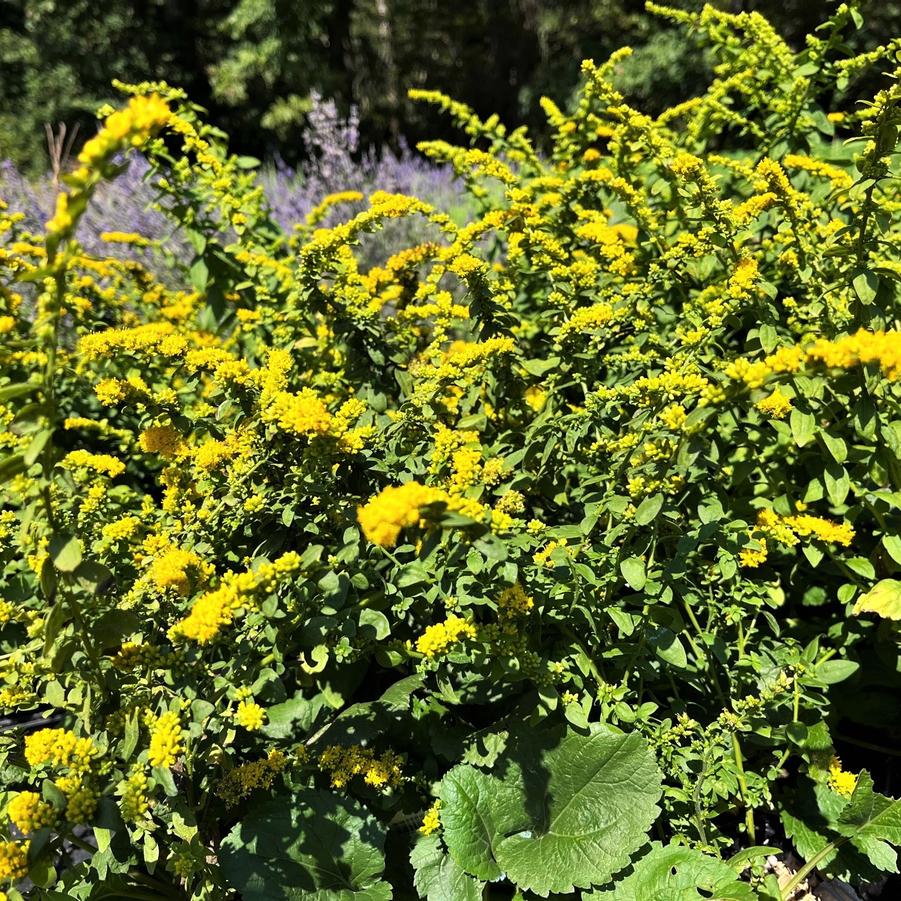 Solidago sph. 'Golden Fleece' - Goldenrod from Babikow Wholesale Nursery