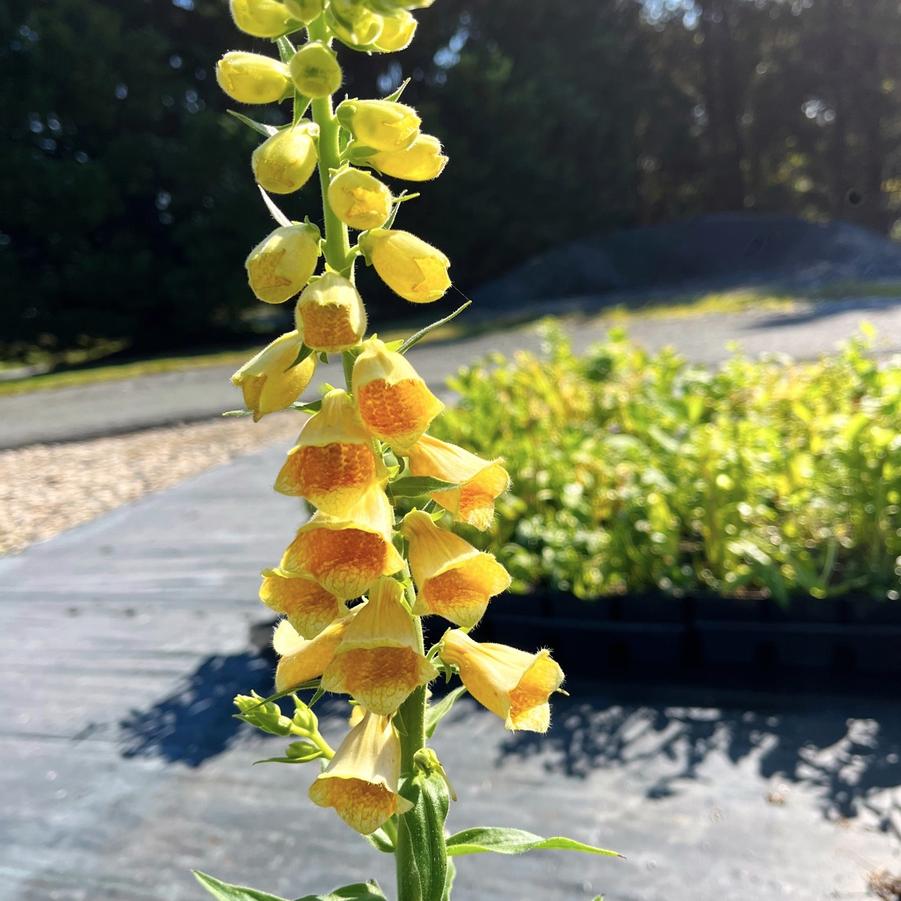 Digitalis grandiflora - Foxglove from Babikow Wholesale Nursery