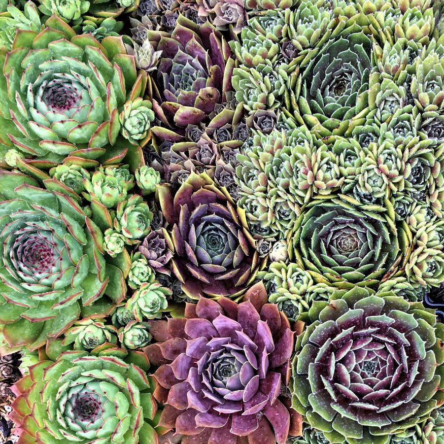 Sempervivum 'Hardy Mixed' - Hen and Chicks from Babikow Wholesale Nursery