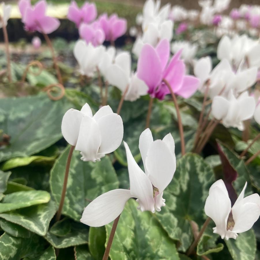 Cyclamen hederifolium - Persian Violet from Babikow Wholesale Nursery