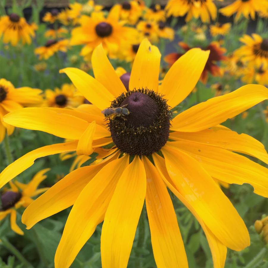 Rudbeckia hirta - Coneflower from Babikow Wholesale Nursery