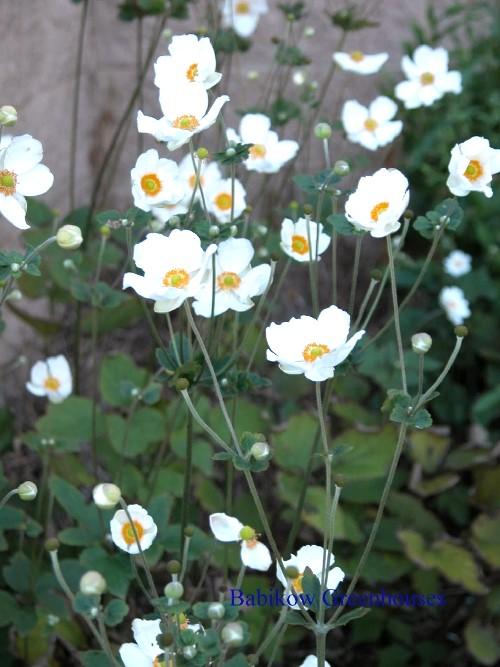 Anemone 'Honorine Jobert' - Windflower from Babikow Wholesale Nursery