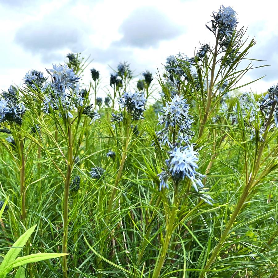 Amsonia hubrichtii - Thread leafed Bluestar from Babikow Wholesale Nursery