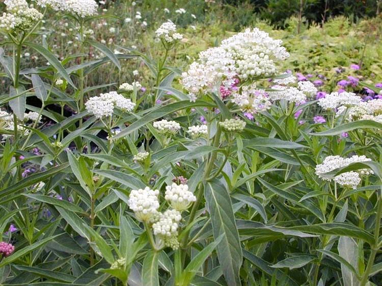 Asclepias inc. 'Ice Ballet' - Swamp Milkweed from Babikow Wholesale Nursery