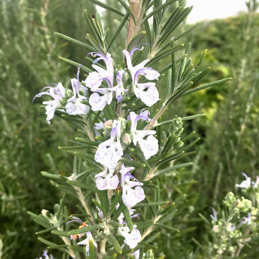 Rosmarinus off. 'Arp' - Rosemary from Babikow Wholesale Nursery