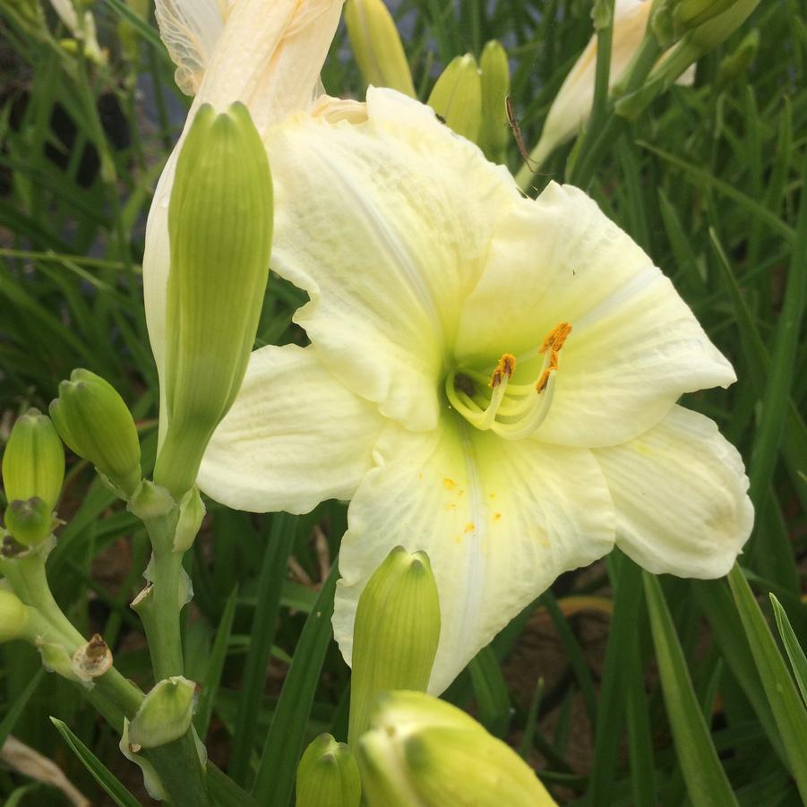 Hemerocallis 'Joan Senior' - Daylily from Babikow Wholesale Nursery