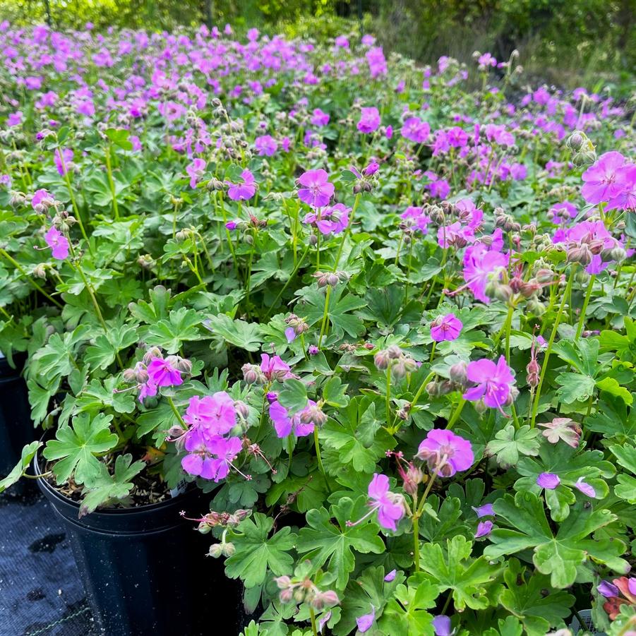 Geranium can. 'Karmina' - Cambridge Geranium from Babikow Wholesale Nursery