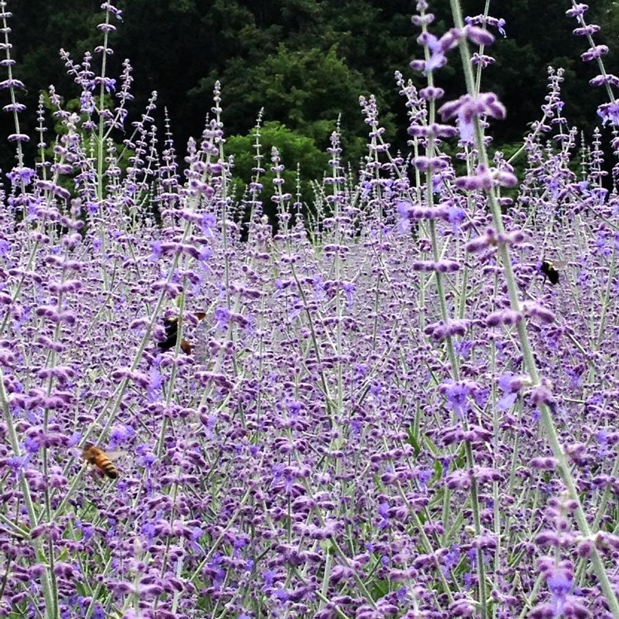 Perovskia atriplicifolia - Russian Sage from Babikow Wholesale Nursery