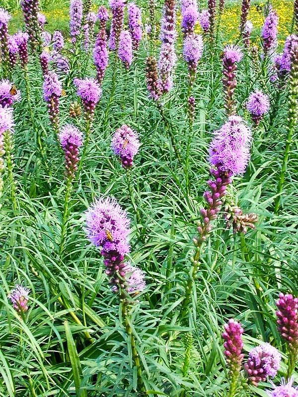 Liatris spi. 'Kobold' - Gayfeather from Babikow Wholesale Nursery