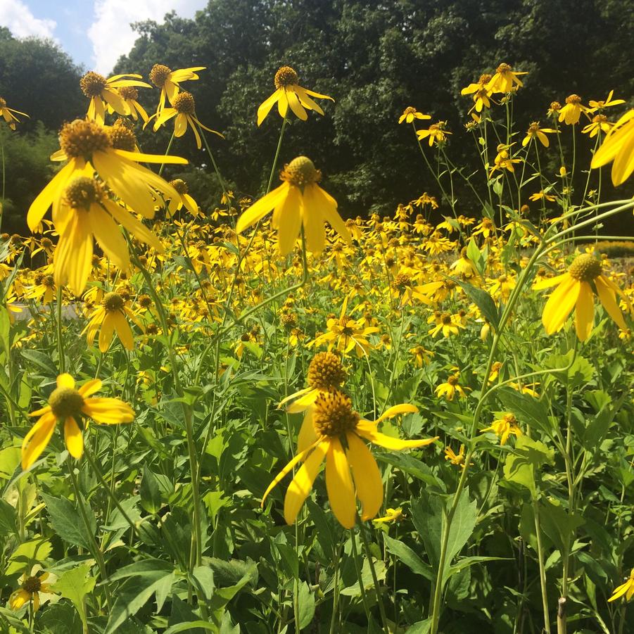 Rudbeckia laciniata - Cutleaf Coneflower from Babikow Wholesale Nursery