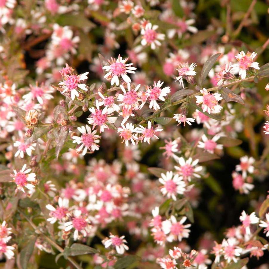 Aster lat. 'Lady in Black' - Calico Aster from Babikow Wholesale Nursery