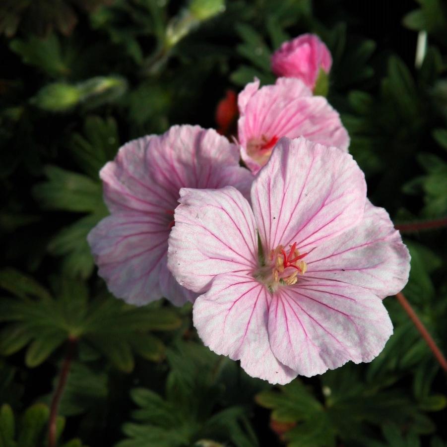 Geranium san. 'var. lancastriense' - Bloody Crane's Bill from Babikow Wholesale Nursery