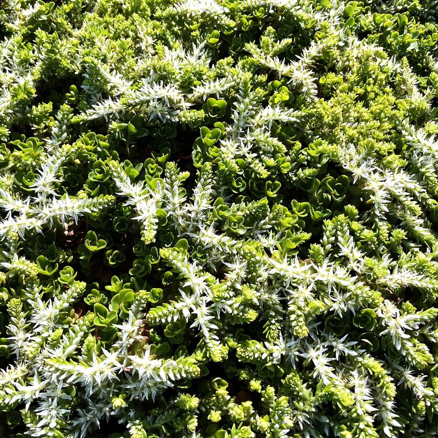 Sedum ter. 'Larinem Park' - Stonecrop from Babikow Wholesale Nursery