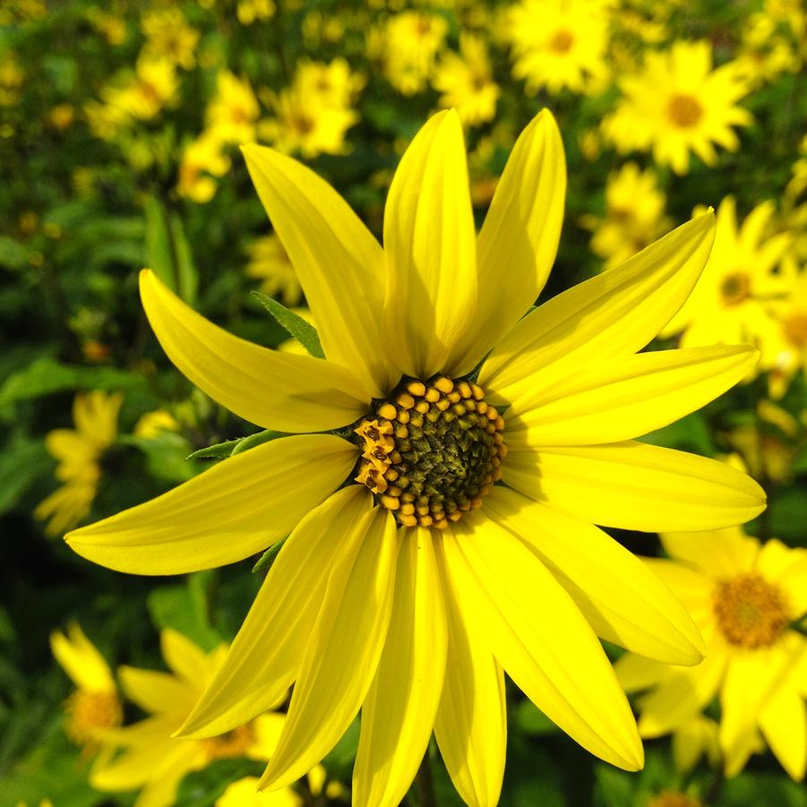 Helianthus 'Lemon Queen' - Sunflower from Babikow Wholesale Nursery