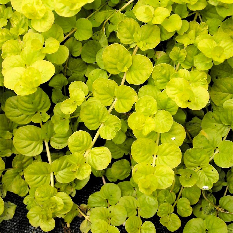 Lysimachia num. 'Aurea' - Creeping Jenny from Babikow Wholesale Nursery