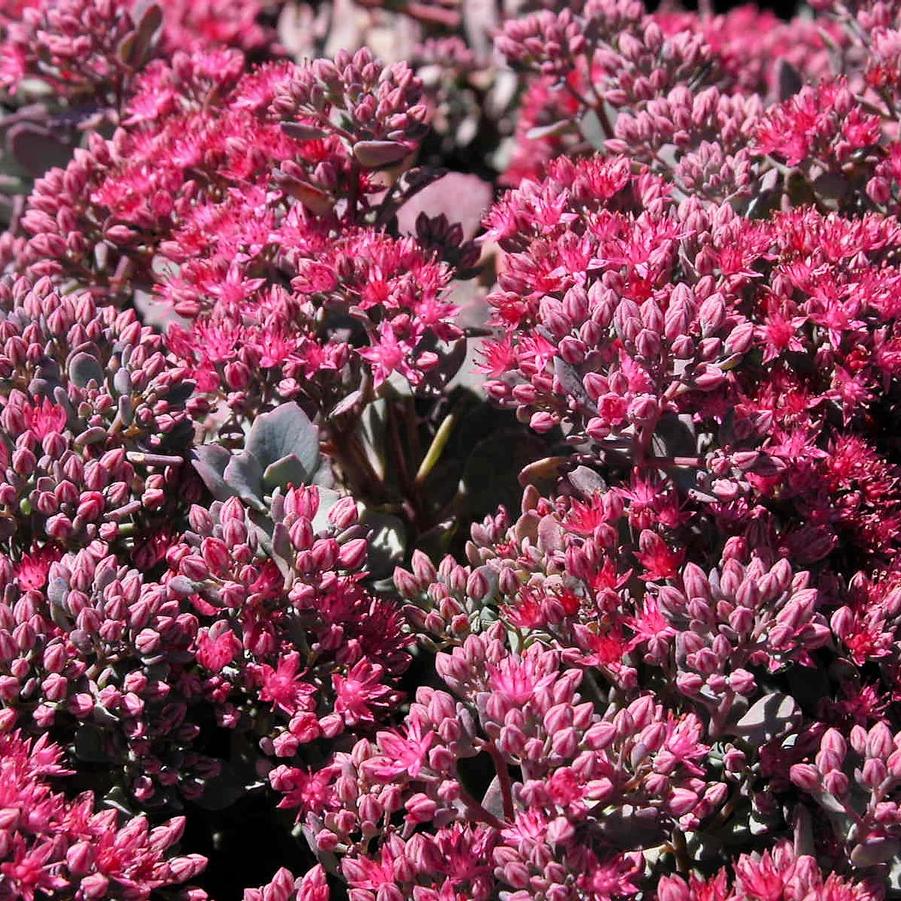 Sedum cau. 'Lidakense' - Stonecrop from Babikow Wholesale Nursery