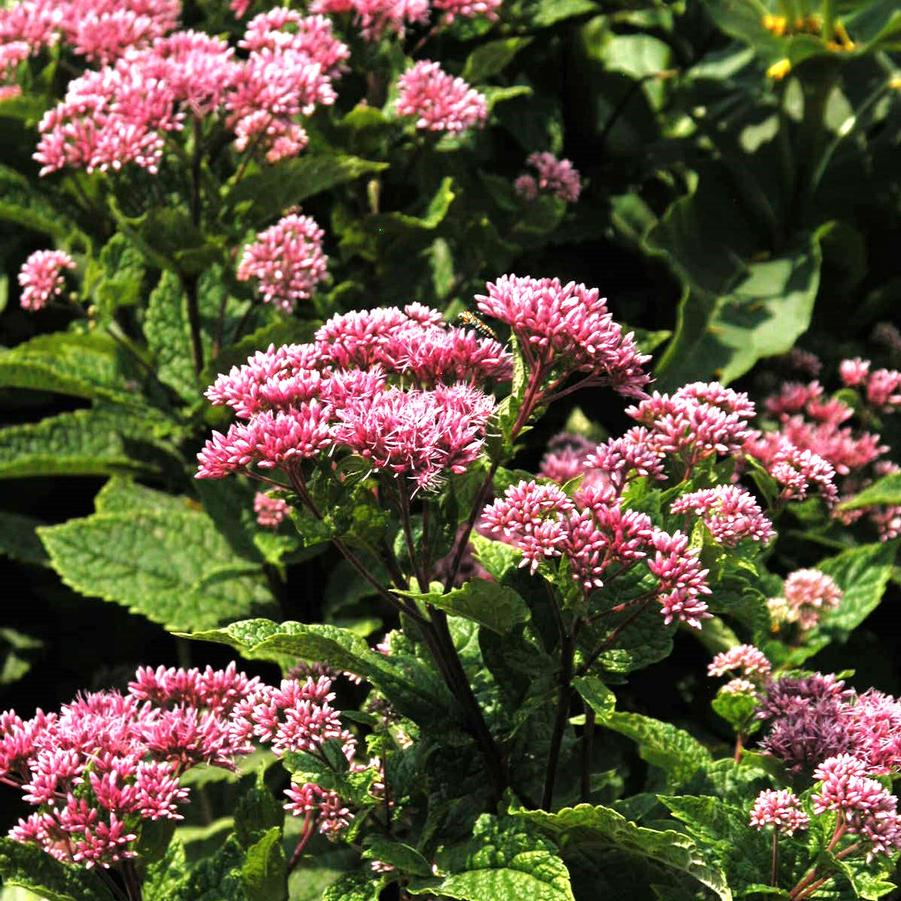 Eupatorium dubium 'Little Joe' - Joe Pye Weed from Babikow Wholesale Nursery