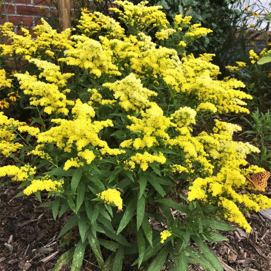 Solidago 'Little Lemon' - Goldenrod from Babikow Wholesale Nursery