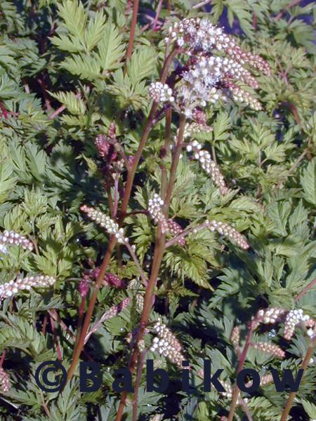 Aruncus aethusifolius - Dwarf Goatsbeard from Babikow