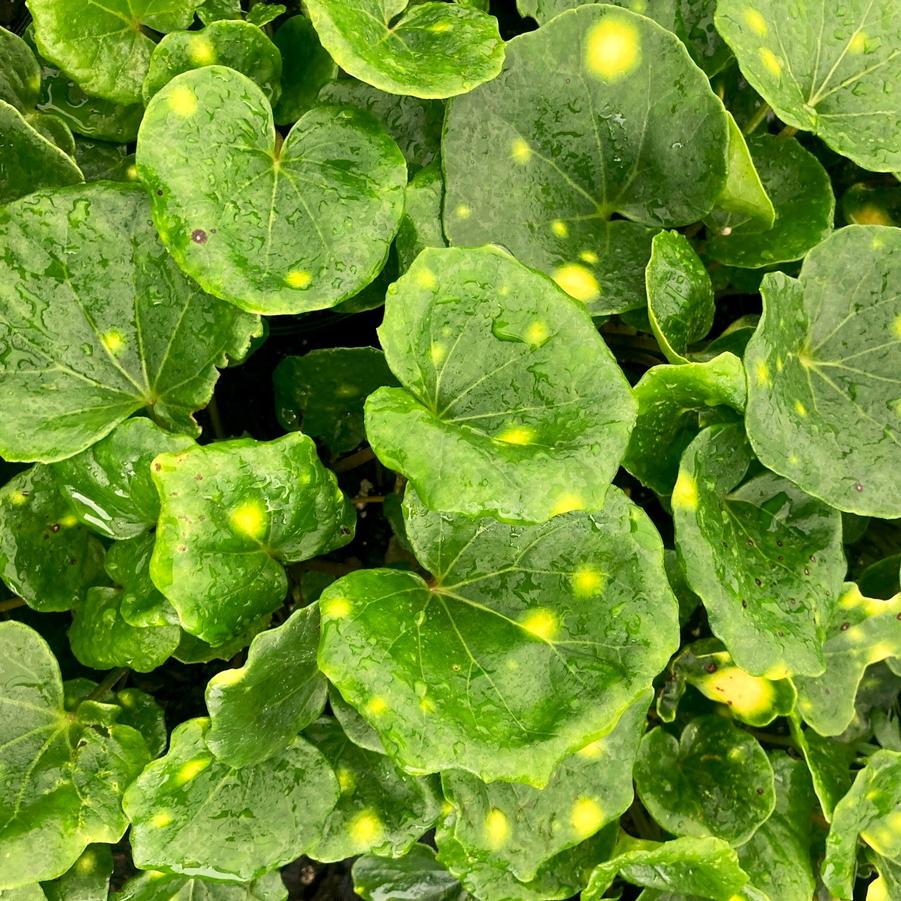 Farfugium 'Aureomaculatum' - Leopard Plant from Babikow Wholesale Nursery