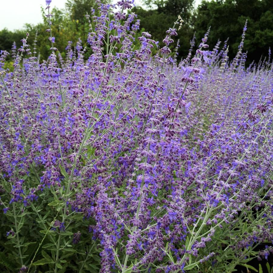 Perovskia atr. 'Little Spire' - Dwarf Russian Sage from Babikow Wholesale Nursery