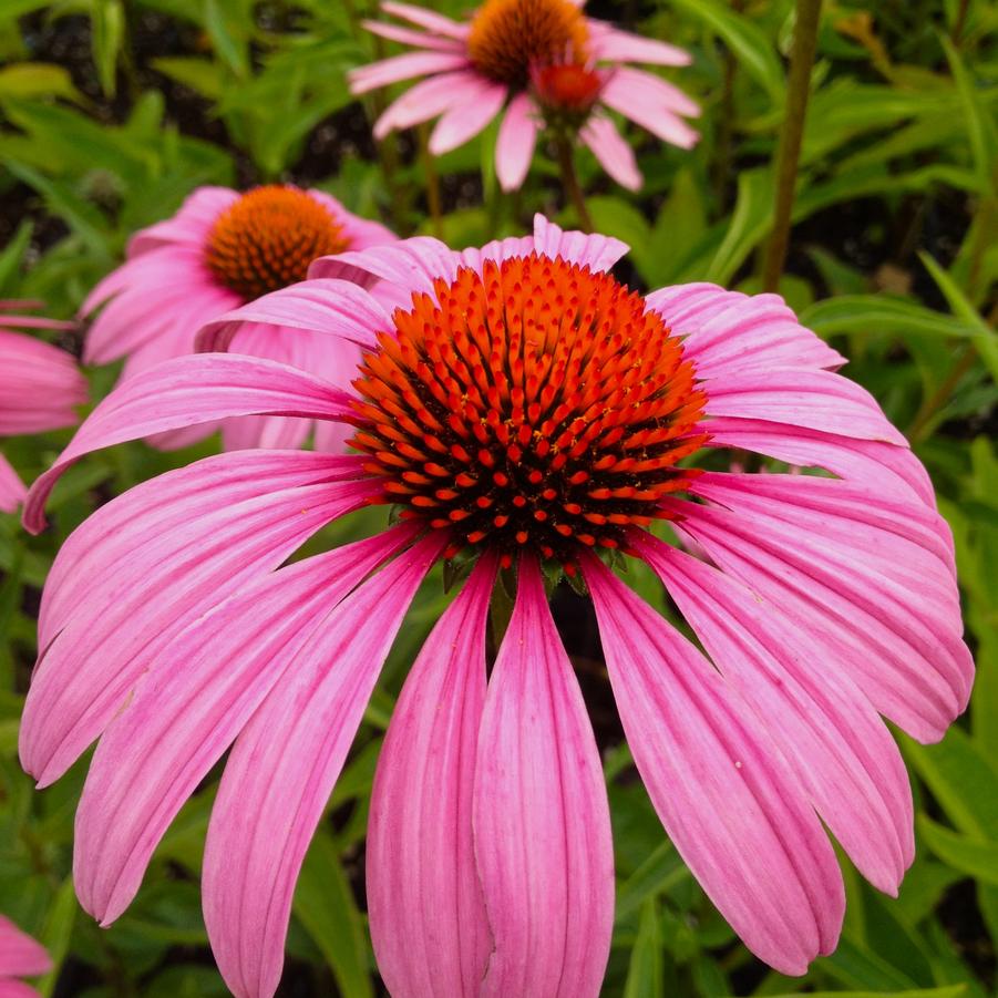 Echinacea 'Magnus' - Purple Coneflower from Babikow Wholesale Nursery