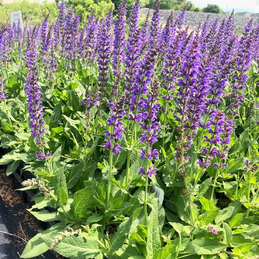 Salvia nem. 'May Night' - Meadow Sage from Babikow Wholesale Nursery