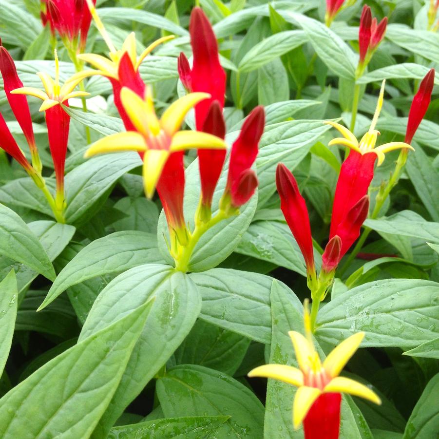 Spigelia marilandica - Woodland Pinkroot from Babikow Wholesale Nursery