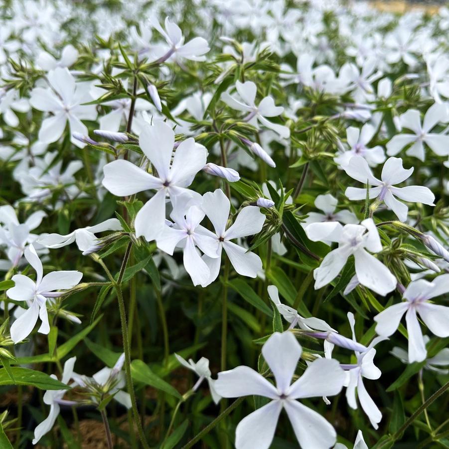 Phlox div. 'May Breeze' - Wild Blue Phlox from Babikow Wholesale Nursery