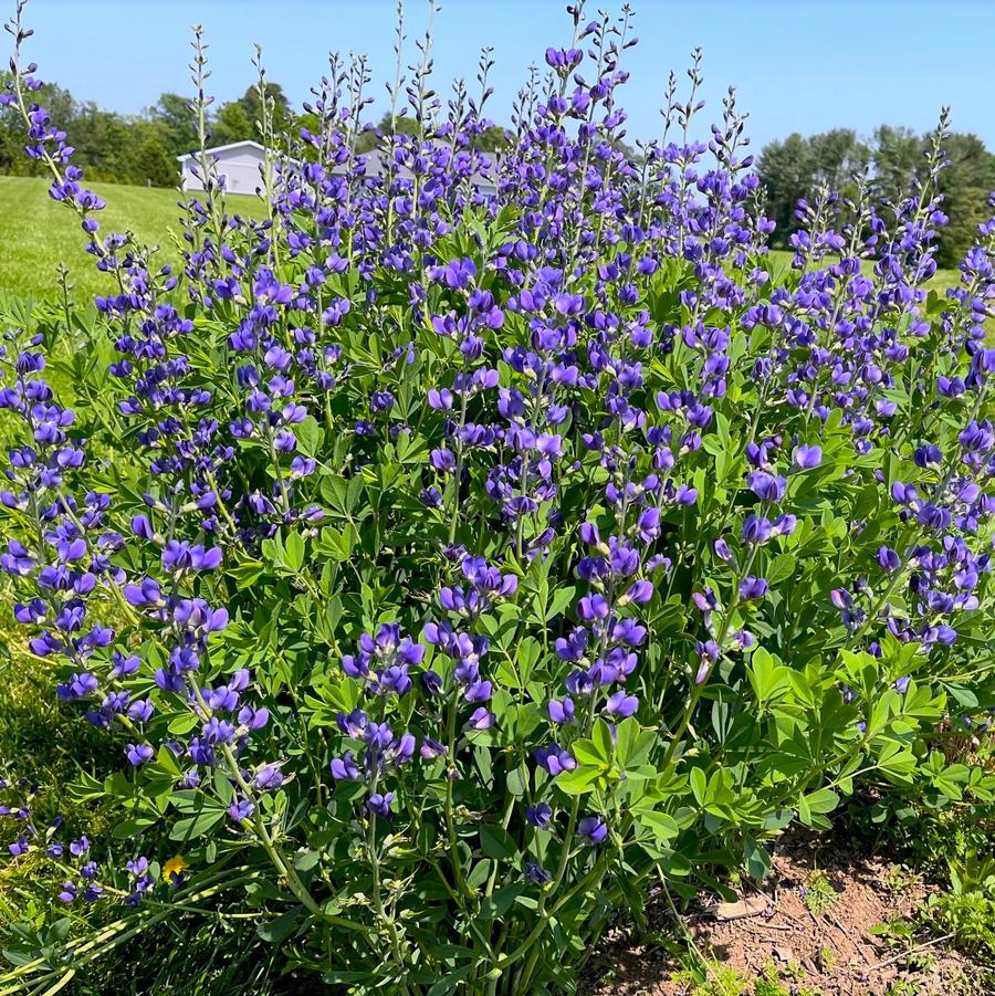 Baptisia australis - Blue Wild Indigo from Babikow Wholesale Nursery