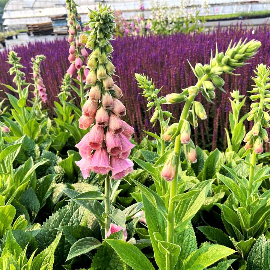 Digitalis mertonensis - Foxglove from Babikow Wholesale Nursery