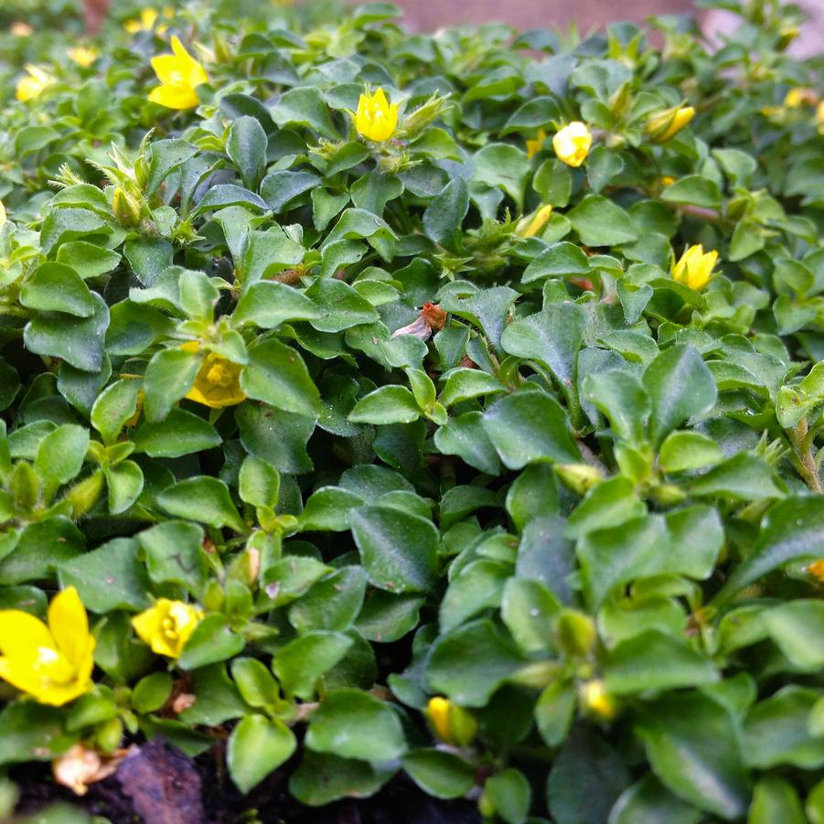 Lysimachia jap. 'Minutissima' - Miniature Moneywort from Babikow Wholesale Nursery