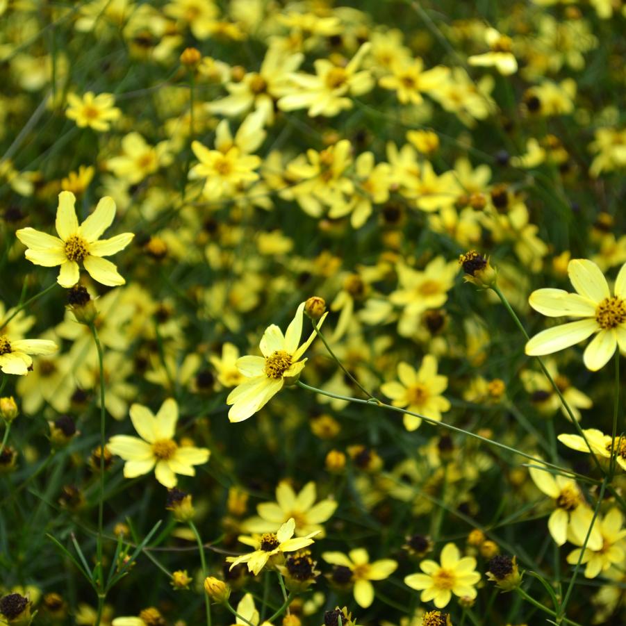 Coreopsis ver. 'Moonbeam' - Tickseed from Babikow Wholesale Nursery