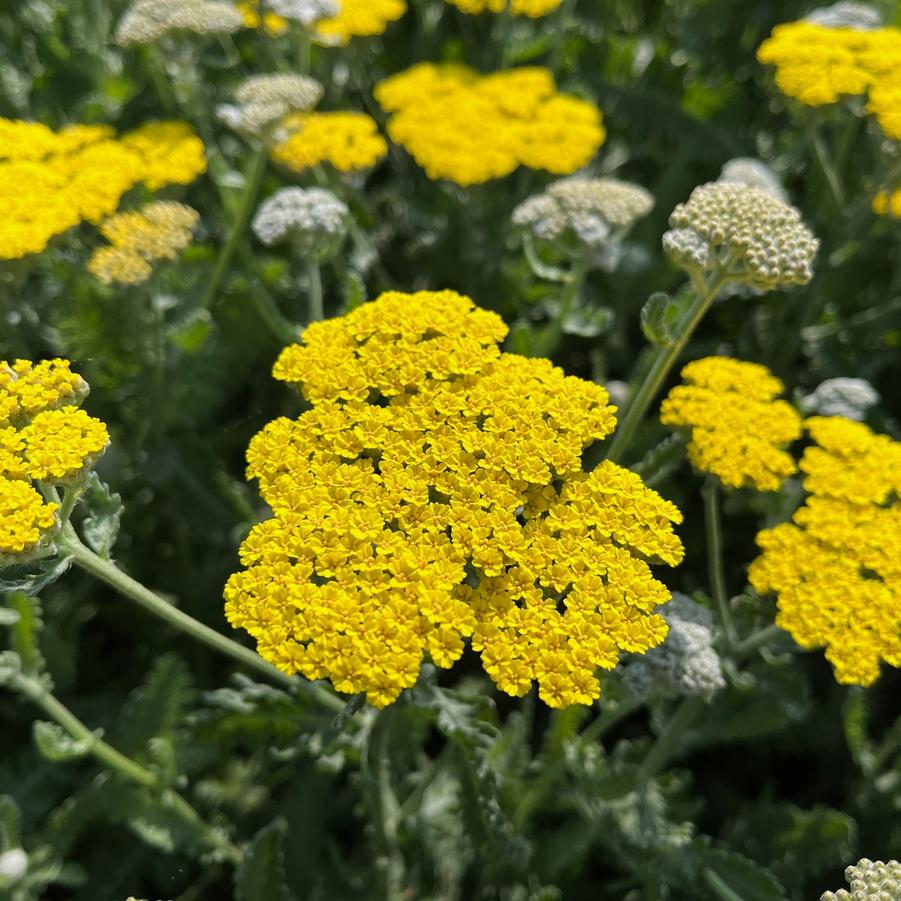 Achillea 'Moonshine' - Yarrow from Babikow Wholesale Nursery