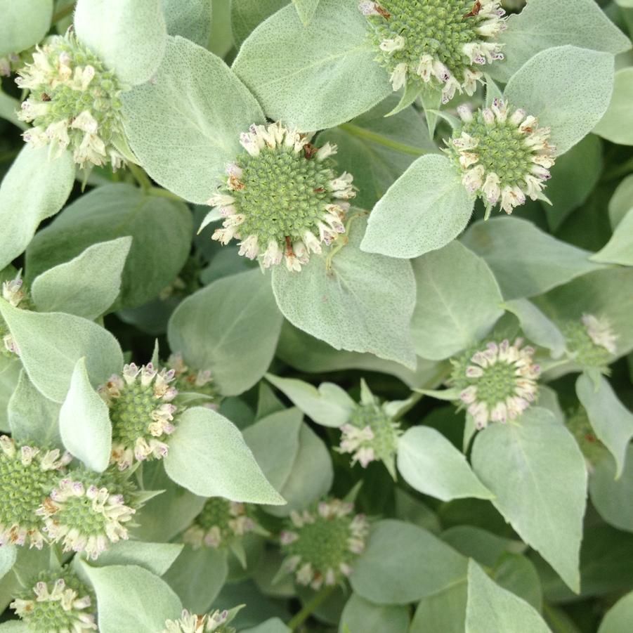 Pycnanthemum muticum - Mountain Mint from Babikow Wholesale Nursery