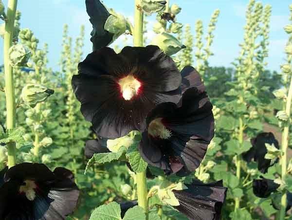 Alcea 'Nigra' - Hollyhock from Babikow Wholesale Nursery