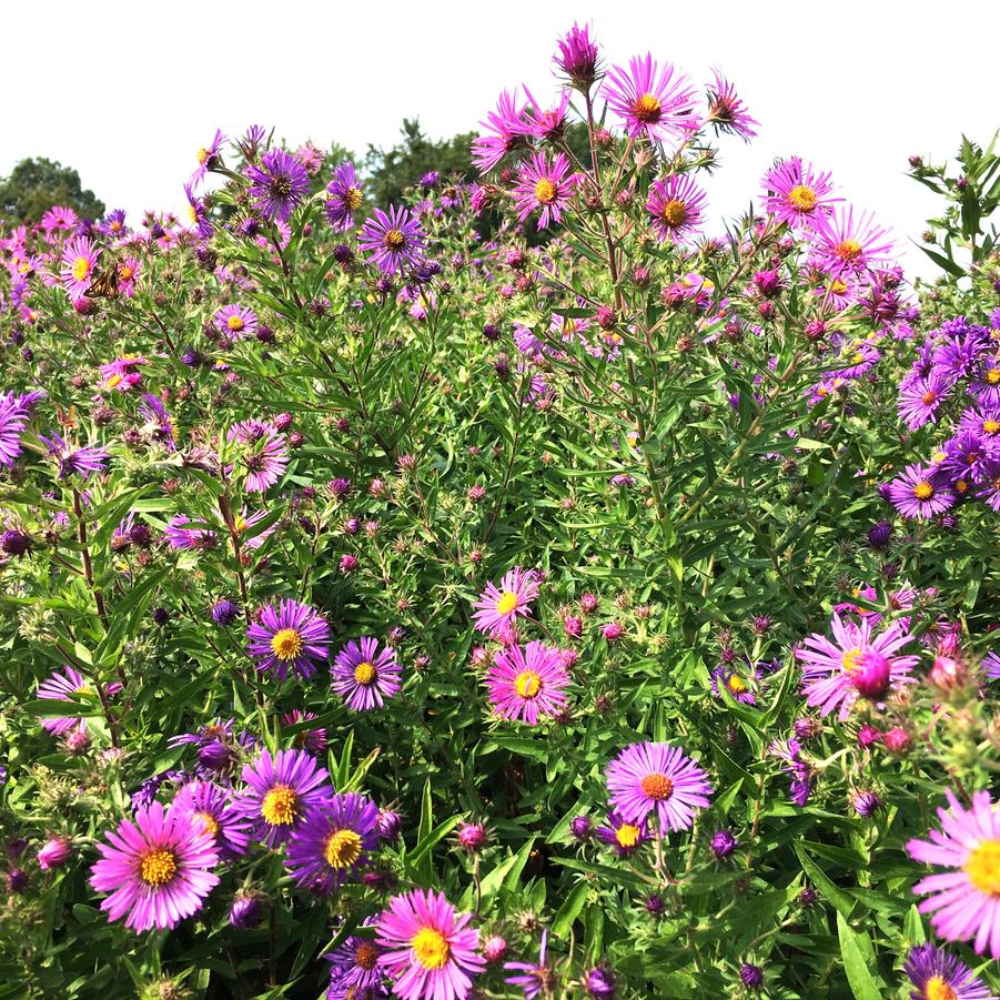 Aster novae- angliae - New England Aster from Babikow Wholesale Nursery