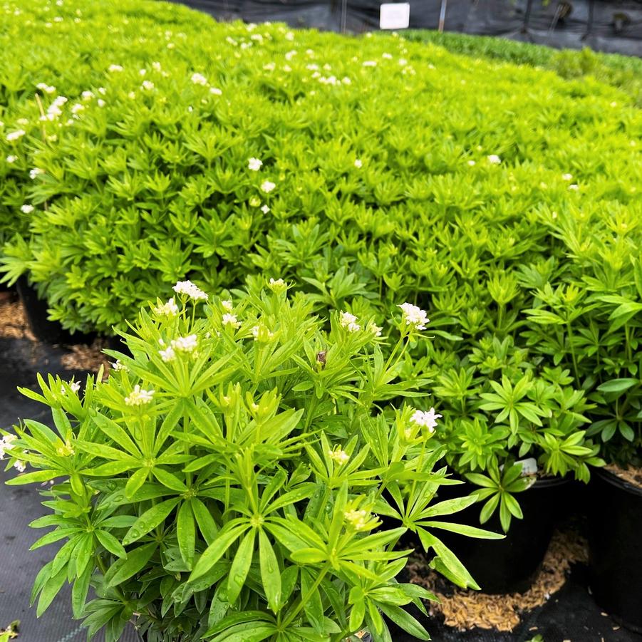 Galium odoratum - Sweet Woodruff from Babikow Wholesale Nursery