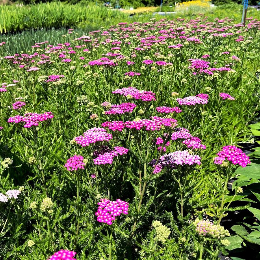 Achillea 'Oertel's Rose' - Yarrow from Babikow Wholesale Nursery