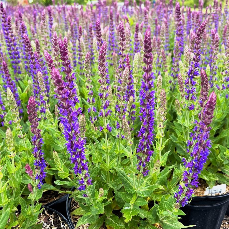 Salvia nem. 'Ostfriesland' - Meadow Sage from Babikow Wholesale Nursery