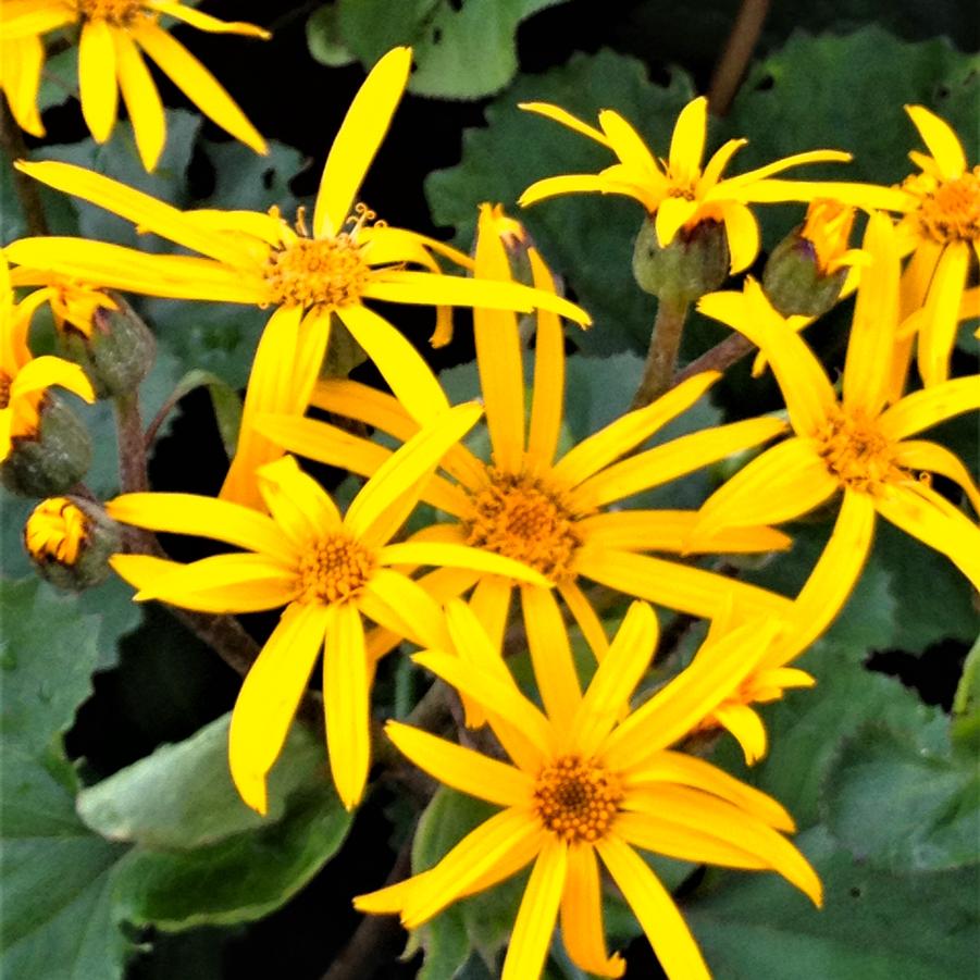 Ligularia den. 'Othello' - Ligularia from Babikow Wholesale Nursery