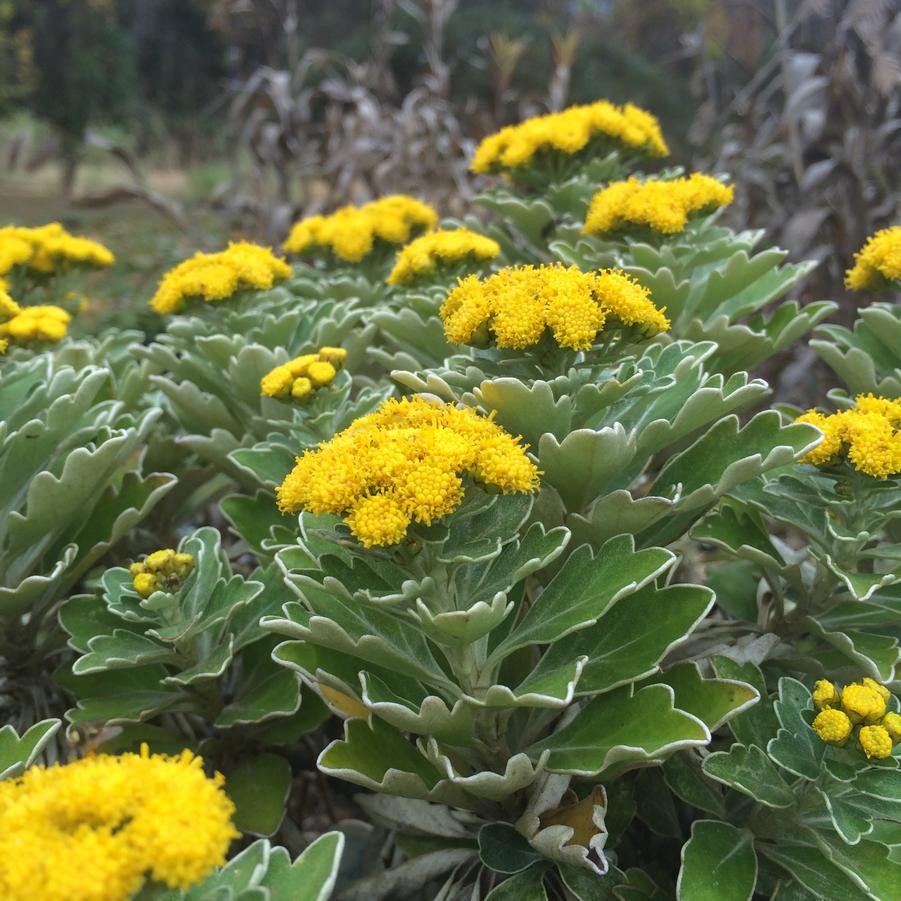 Ajania pacifica - Gold & Silver Chrysanthemum from Babikow Wholesale Nursery