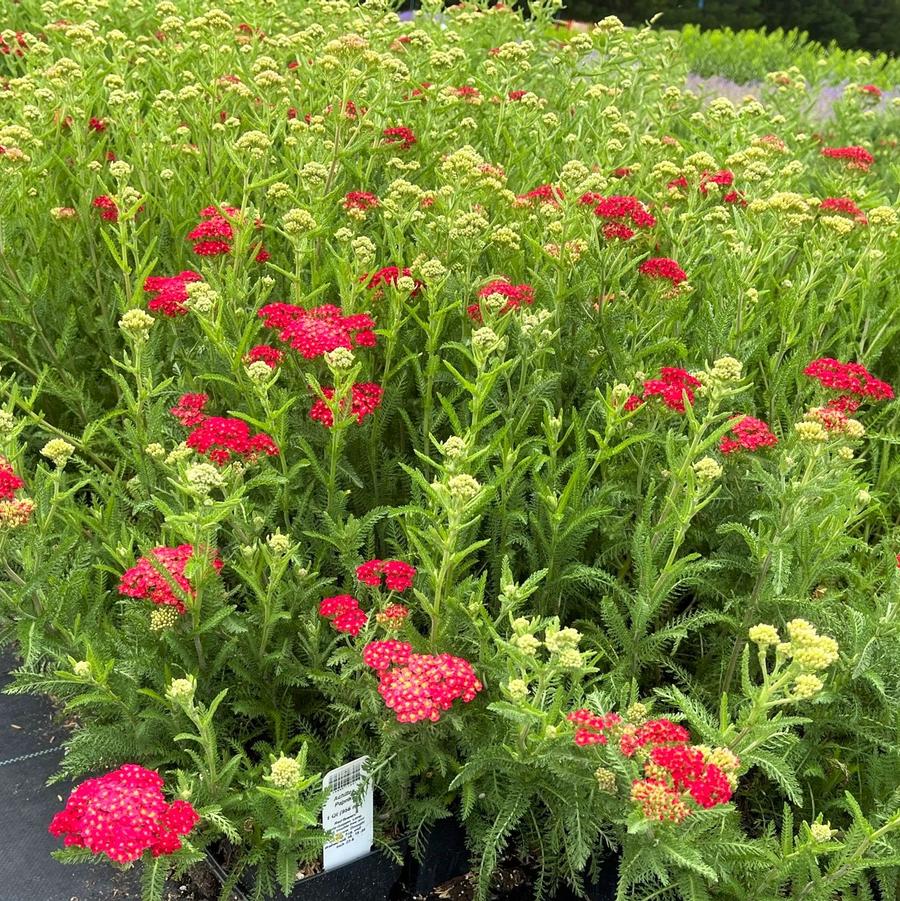 Achillea 'Paprika' - Yarrow from Babikow Wholesale Nursery