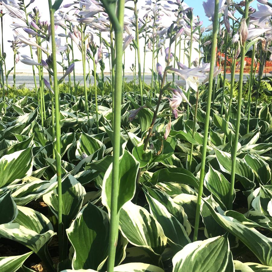 Hosta x 'Patriot' - Hosta from Babikow Wholesale Nursery