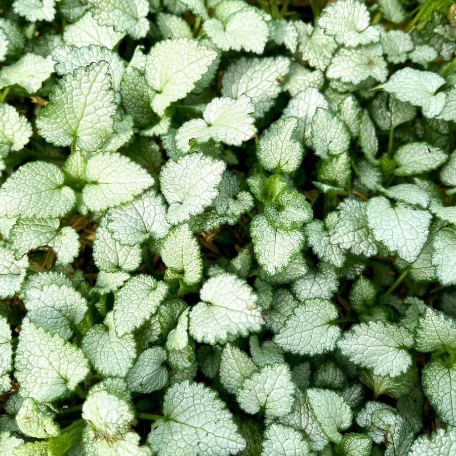 Lamium mac. 'Beacon Silver' - Spotted Deadnettle from Babikow Wholesale Nursery